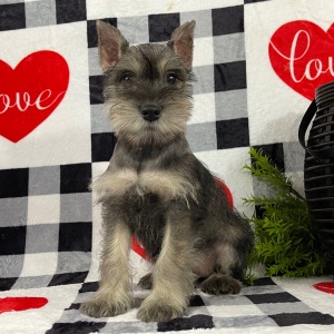 Miniature Schnauzer Puppy Brooke