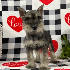 Miniature Schnauzer Puppy Brooke