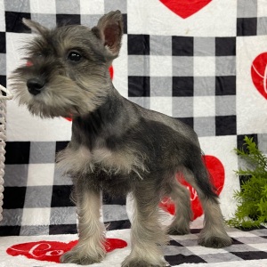 Miniature Schnauzer Puppy Brooke