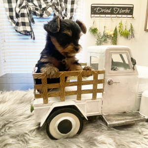 Yorkshire Terrier Puppy Buster