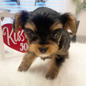 Yorkshire Terrier Puppy Buster
