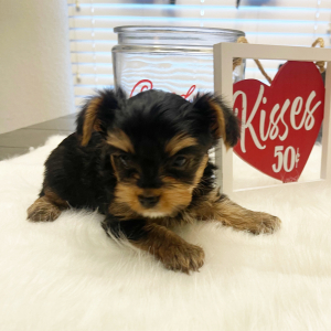 Yorkshire Terrier Puppy Buster