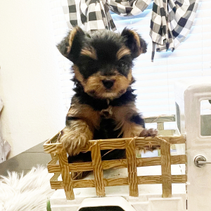 Yorkshire Terrier Puppy Buster