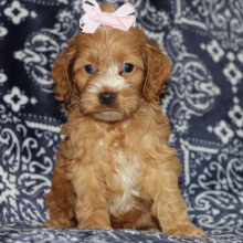 Cockapoo Puppy Jackie