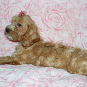 Cockapoo Puppy Jackie