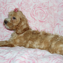 Cockapoo Puppy Jackie
