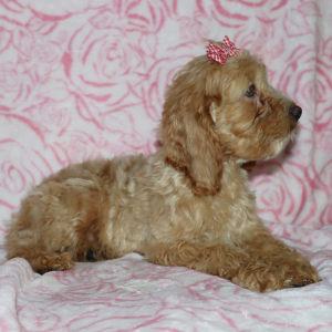 Cockapoo Puppy Jackie