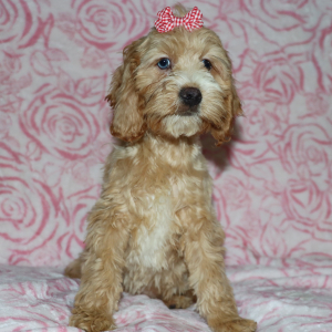 Cockapoo Puppy Jackie