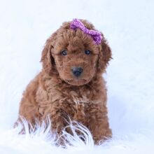 Goldendoodle Puppy Jewel