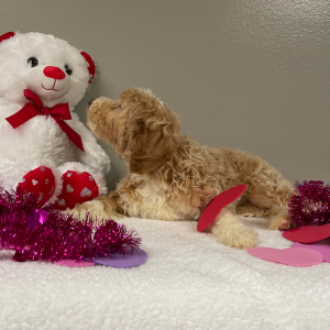 Goldendoodle Puppy Alvin