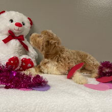 Goldendoodle Puppy Alvin