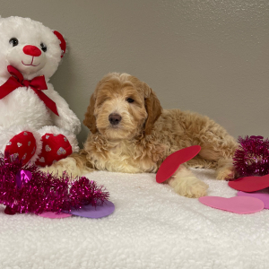 Goldendoodle Puppy Alvin