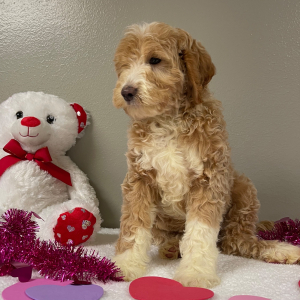 Goldendoodle Puppy Alvin