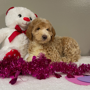 Goldendoodle Puppy Alvin