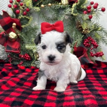 Havanese Puppy Claudia