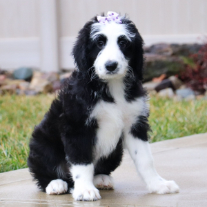 Sheepadoodle Puppy Camila