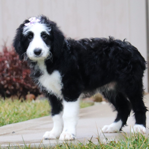 Sheepadoodle Puppy Camila