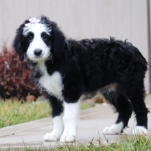 Sheepadoodle Puppy Camila