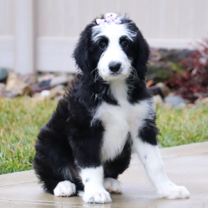 Sheepadoodle Puppy Camila