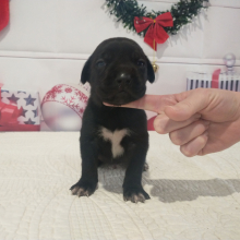 Cane Corso Puppy Albert
