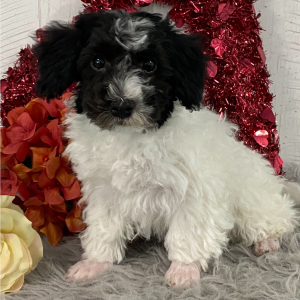 Havanese Puppy Drew
