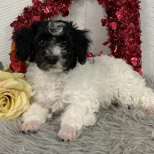 Havanese Puppy Drew