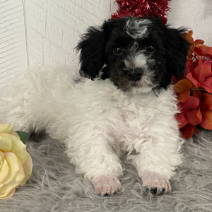 Havanese Puppy Drew