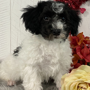 Havanese Puppy Drew