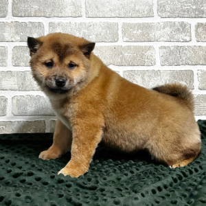 Shiba Inu Puppy Yumi