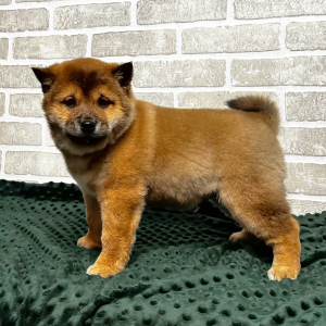 Shiba Inu Puppy Yumi