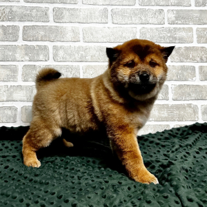 Shiba Inu Puppy Yumi