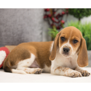 Beagle Puppy Toby
