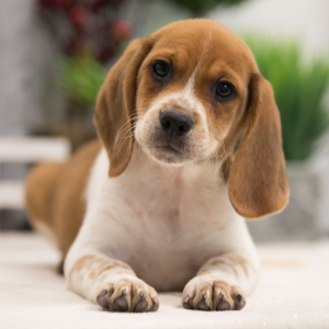 Beagle Puppy Toby