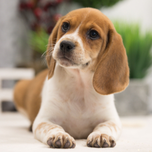 Beagle Puppy Toby