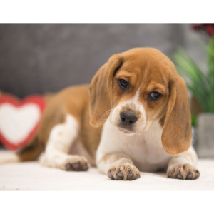 Beagle Puppy Toby