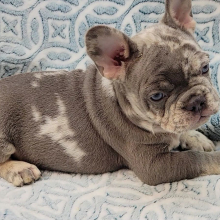 French Bulldog Puppy Benz