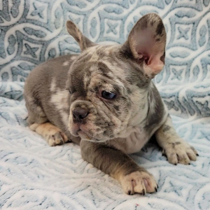 French Bulldog Puppy Benz