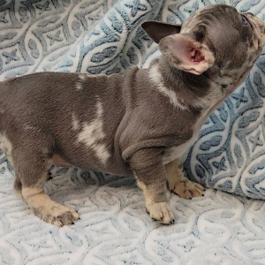 French Bulldog Puppy Benz