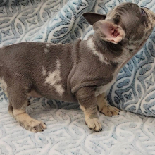 French Bulldog Puppy Benz