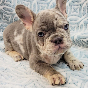 French Bulldog Puppy Benz