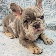 French Bulldog Puppy Benz