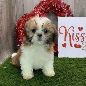 Shih Tzu Puppy Harley