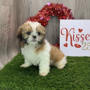 Shih Tzu Puppy Harley