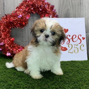Shih Tzu Puppy Harley