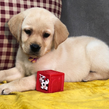 Labrador Retriever Puppy Abe