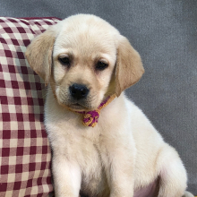 Labrador Retriever Puppy Abe