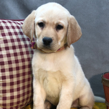 Labrador Retriever Puppy Abe