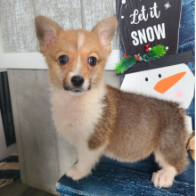 Pembroke Welsh Corgi Puppy Miss Bella