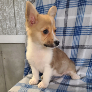 Pembroke Welsh Corgi Puppy Miss Bella