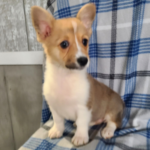 Pembroke Welsh Corgi Puppy Miss Bella